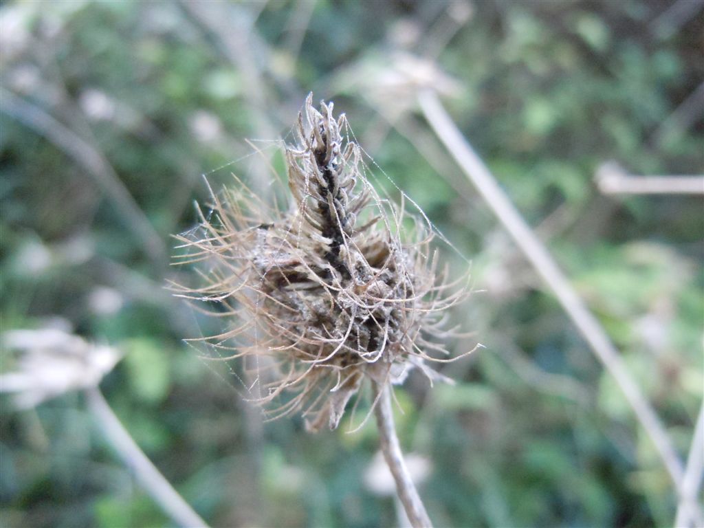Sixalix atropurpurea